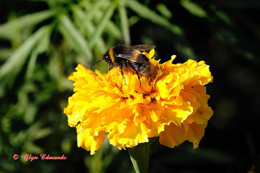 Bee on Dark Yellow Flower