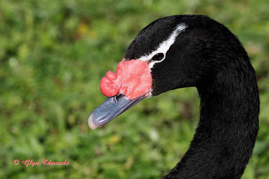 Black-necked Swan