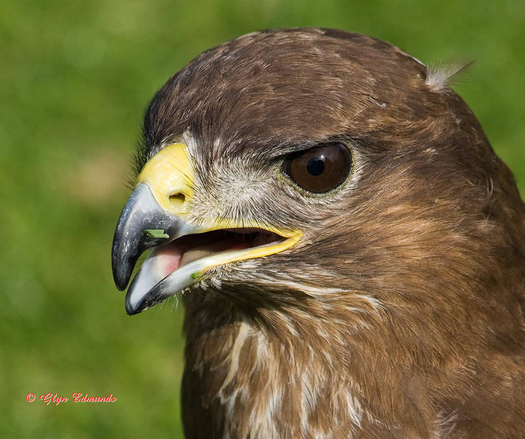 Common Buzzard