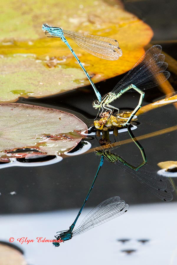 Egg-laying Damselflies