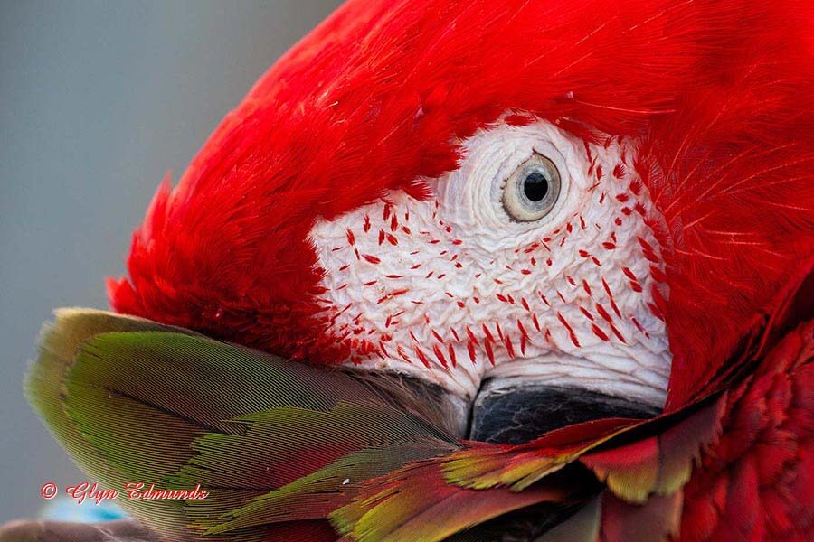Parrot Close-up