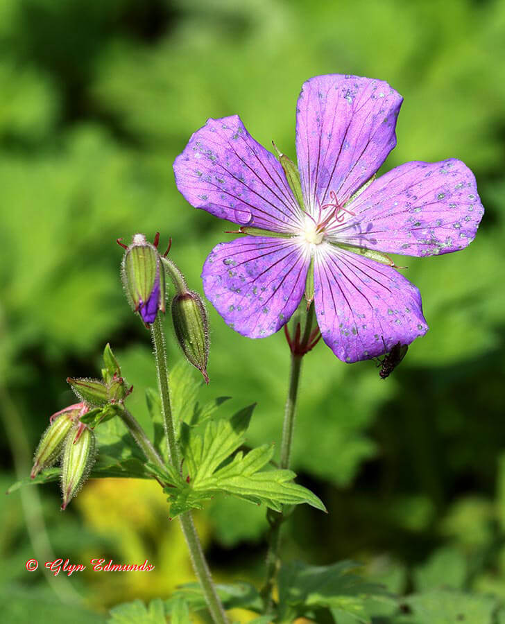 Purple Flower with Buds