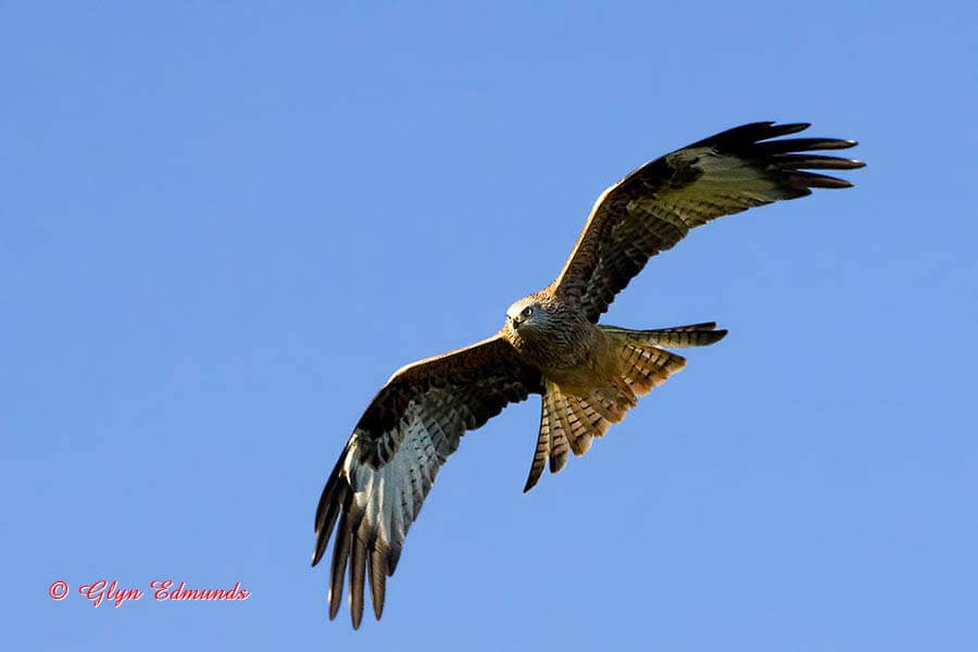 Red Kite in Flight