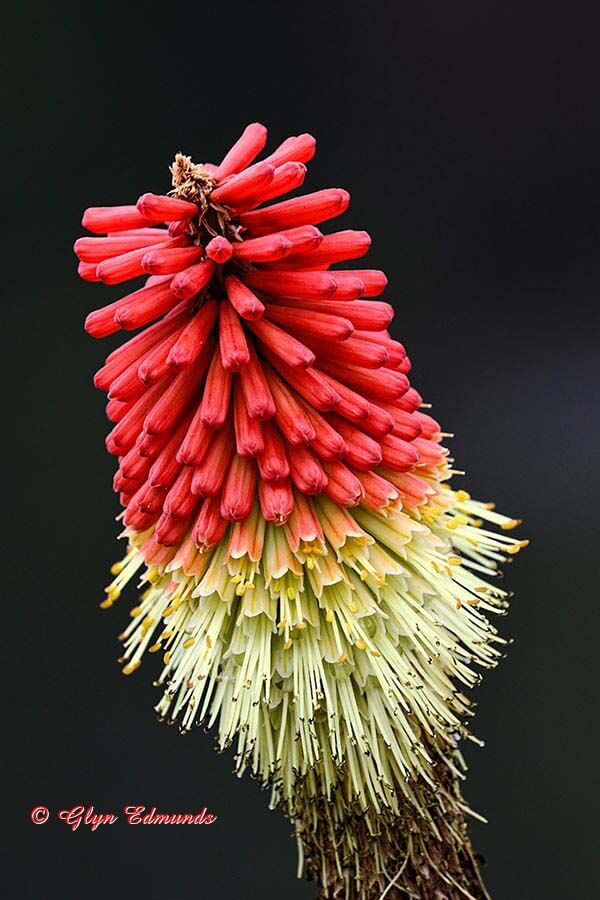 Red-hot Poker