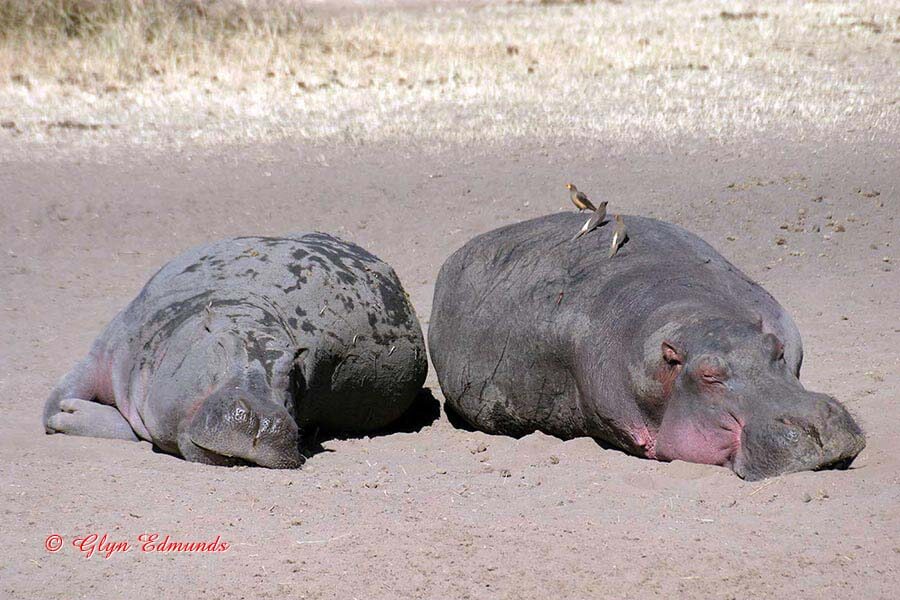 Relaxing Hippos
