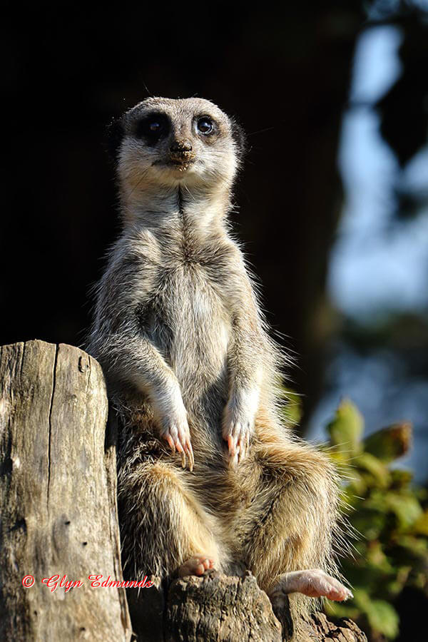 Sitting Meerkat