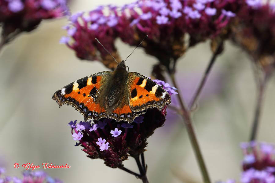 Small Tortoiseshell Butterfly on Flower