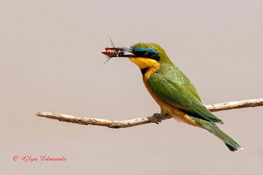 Swallow-tailed Bee-eater with Bee