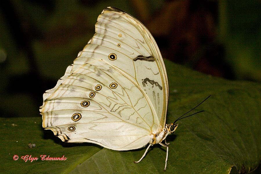 White Morpho Butterfly (Morpho Polyphemous)