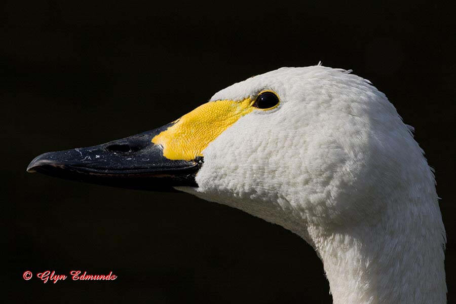 Whooper Swan Portrait